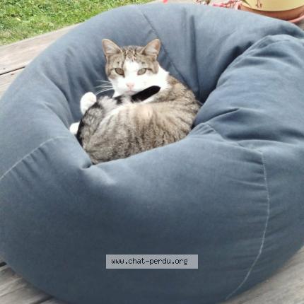 Photo 1/1 SAKURA Chat perdu à Pitres