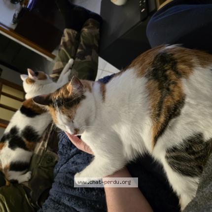 Photo 1/1 Chat retrouvé Perdu à Champigny Sur Marne