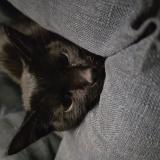 Photo de chat trouvé à Contay