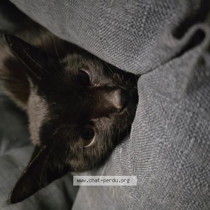 Photo 1/1 Chat trouvé Trouvé à Contay