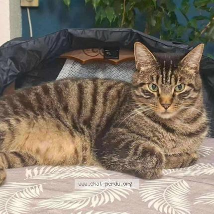 Photo 1/1 Hercule Chat perdu à Saint seurin sur l isle