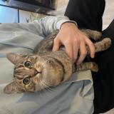 Photo de chat trouvé à Montargis