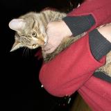 Photo de chat trouvé à Besancon