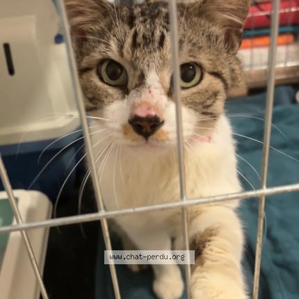 Photo 1/2 Chat trouvé Trouvé à Tosse