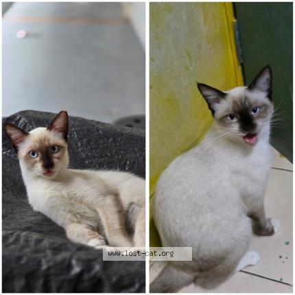 Photo 1/1 Ola Chat perdu à Singapore