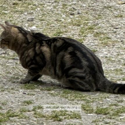 Photo 1/1 Nori Chat perdu à Chilleurs aux bois