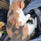 Photo de chat trouvé à Brou