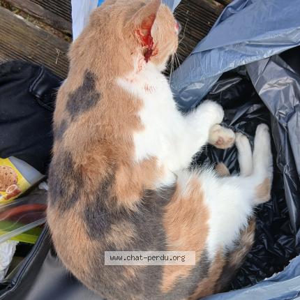Photo 1/1 Chat trouvé Trouvé à Brou