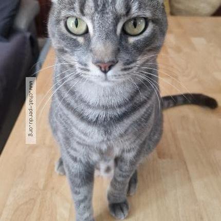 Photo 1/1 Shakti Chat perdu à Monfort sur argens