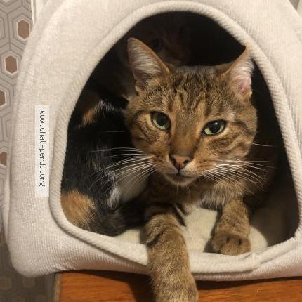 Photo 1/1 Mendes Chat perdu à Rosporden