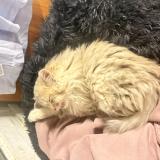 Photo de chat trouvé à Chatillon Coligny