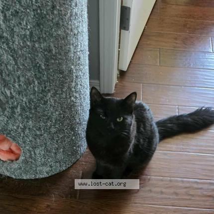 Photo 1/1 Chat retrouvé Perdu à Edmonton
