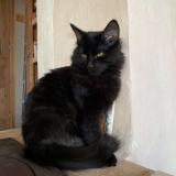 Photo de chat perdu à Saint Etienne