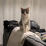 Photo de chat trouvé à Montpellier