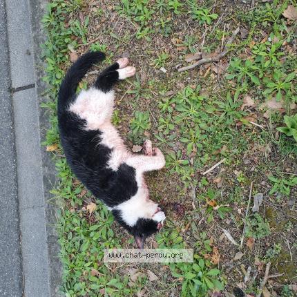 Photo 1/1 Chat trouvé Trouvé à Castanet tolosan