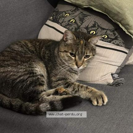 Photo 1/1 Chat retrouvé Trouvé à Monteux