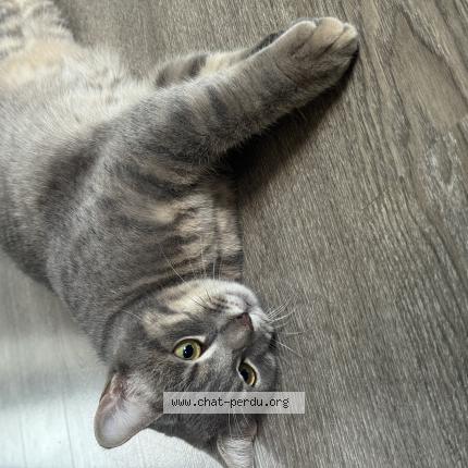 Photo 1/1 Meeko Chat perdu à Vernou la celle sur seine