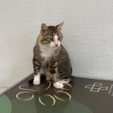 Photo de chat perdu à Gorges