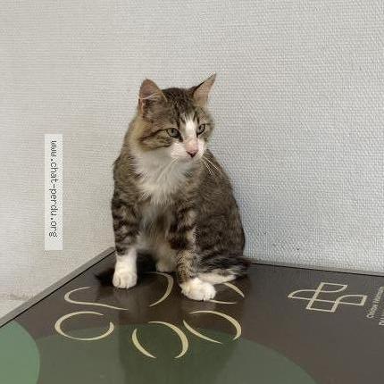 Photo 1/1 Raven anciennement Brikenstock Chat perdu à Gorges