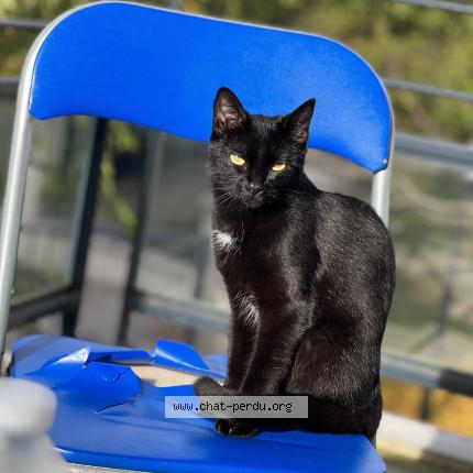 Photo 1/1 Poupouille Chat perdu à Longpont sur orge
