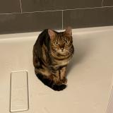 Photo de chat perdu à Coaraze