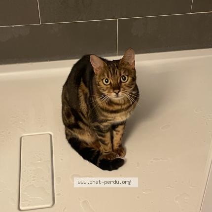 Photo 1/1 Samira Chat perdu à Coaraze