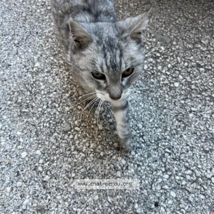 Photo 1/1 Chat retrouvé Trouvé à Hyeres