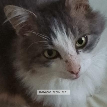 Photo de chat perdu à Clery En Vexin