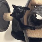 Photo de chat perdu à Martigues