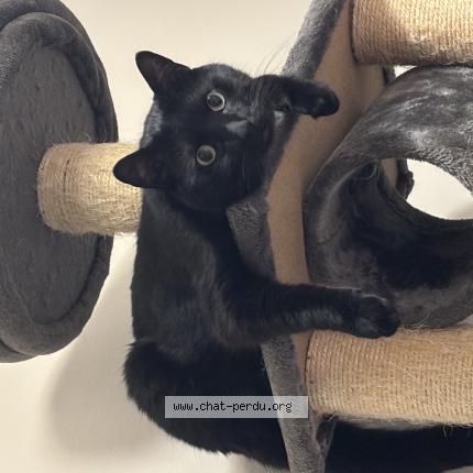 Photo 1/1 Swan Chat perdu à Martigues