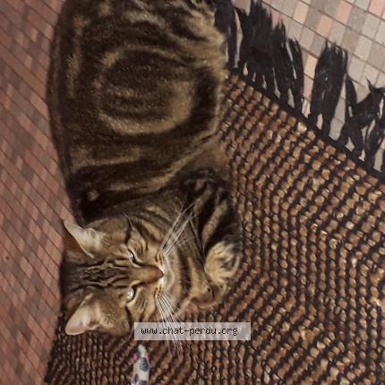 Photo 1/1 Chat trouvé Trouvé à Lamorlaye