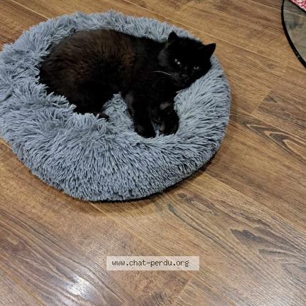 Photo 1/1 Jaffard minou Chat perdu à Pargny la dhuys