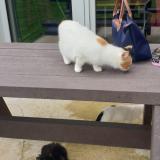 Photo de chat perdu à Montauban De Bretagne