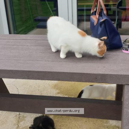 Photo 1/1 Chatons des rues Chat perdu à Montauban de bretagne