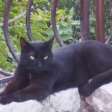 Photo de chat perdu à Evenos