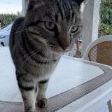 Photo de chat trouvé à Saint Sulpice La Pointe