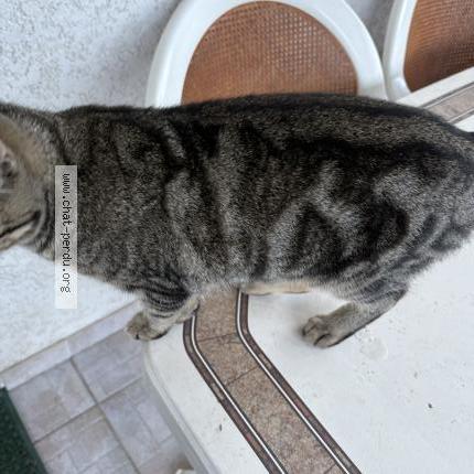 Photo 2/4 Chat trouvé Trouvé à Saint sulpice la pointe