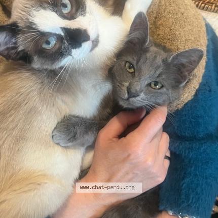 Photo 1/1 Flocon Chat perdu à La chatre