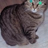 Photo de chat perdu à Bruxelles