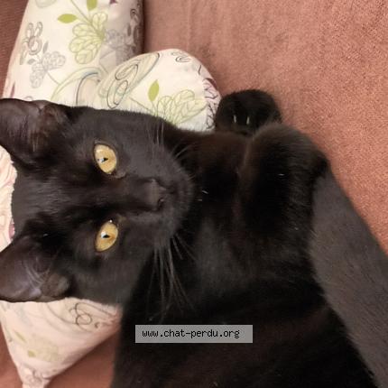 Photo 1/1 Gigi Chat perdu à Canohes