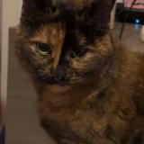 Photo de chat perdu à Sancoins