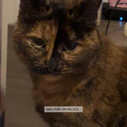 Photo 1/1 Tokyo Chat perdu à Sancoins