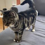 Photo de chat trouvé à Watermael Boitsfort