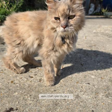 Photo 1/1 Trompette Chat perdu à Breval