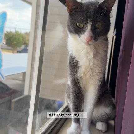 Photo 1/1 Sprite Chat perdu à Houston