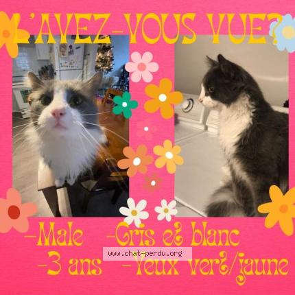 Photo 1/1 Domino Chat perdu à St jean sur richelieu