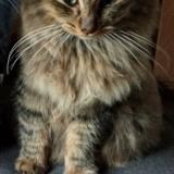 Photo de chat perdu à Pontchateau