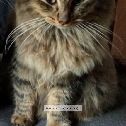 Photo 1/1 Chat retrouvé Perdu à Pontchateau