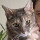 Photo de chat perdu à Chavagnes En Paillers