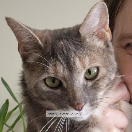 Photo 1/1 Câline Chat perdu à Chavagnes en paillers